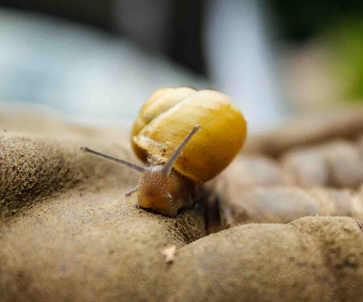 Atelier de manipulation et observation: Les bestioles de nos milieux
